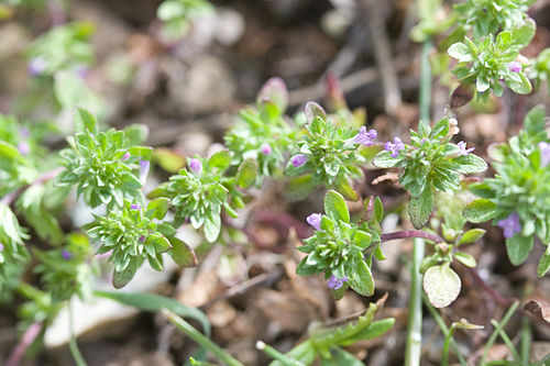 Pogogyne serpylloides